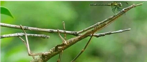 妙趣&ldquo;虫&rdquo;生 | 一年级自然课，开启生命的微观探索！